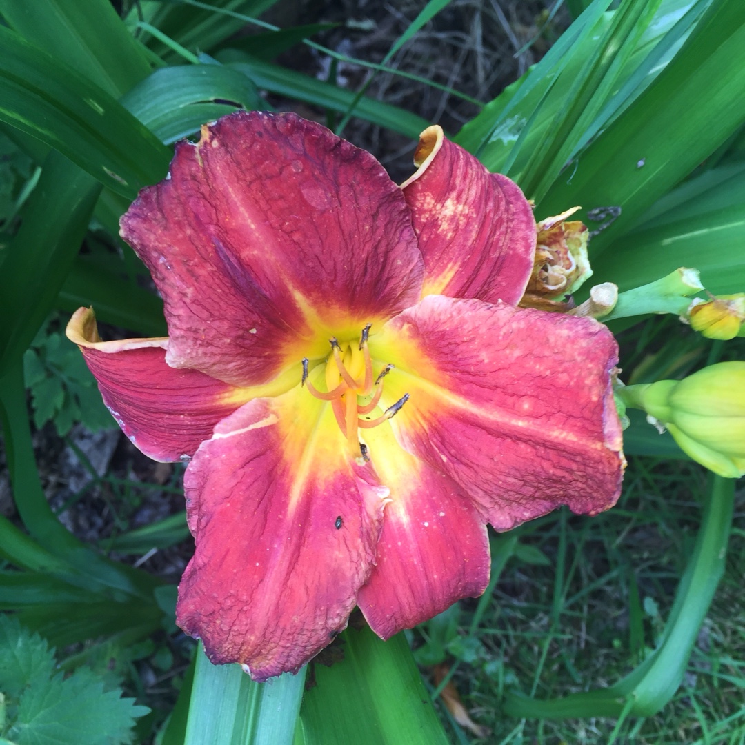 Daylily Amadeus in the GardenTags plant encyclopedia