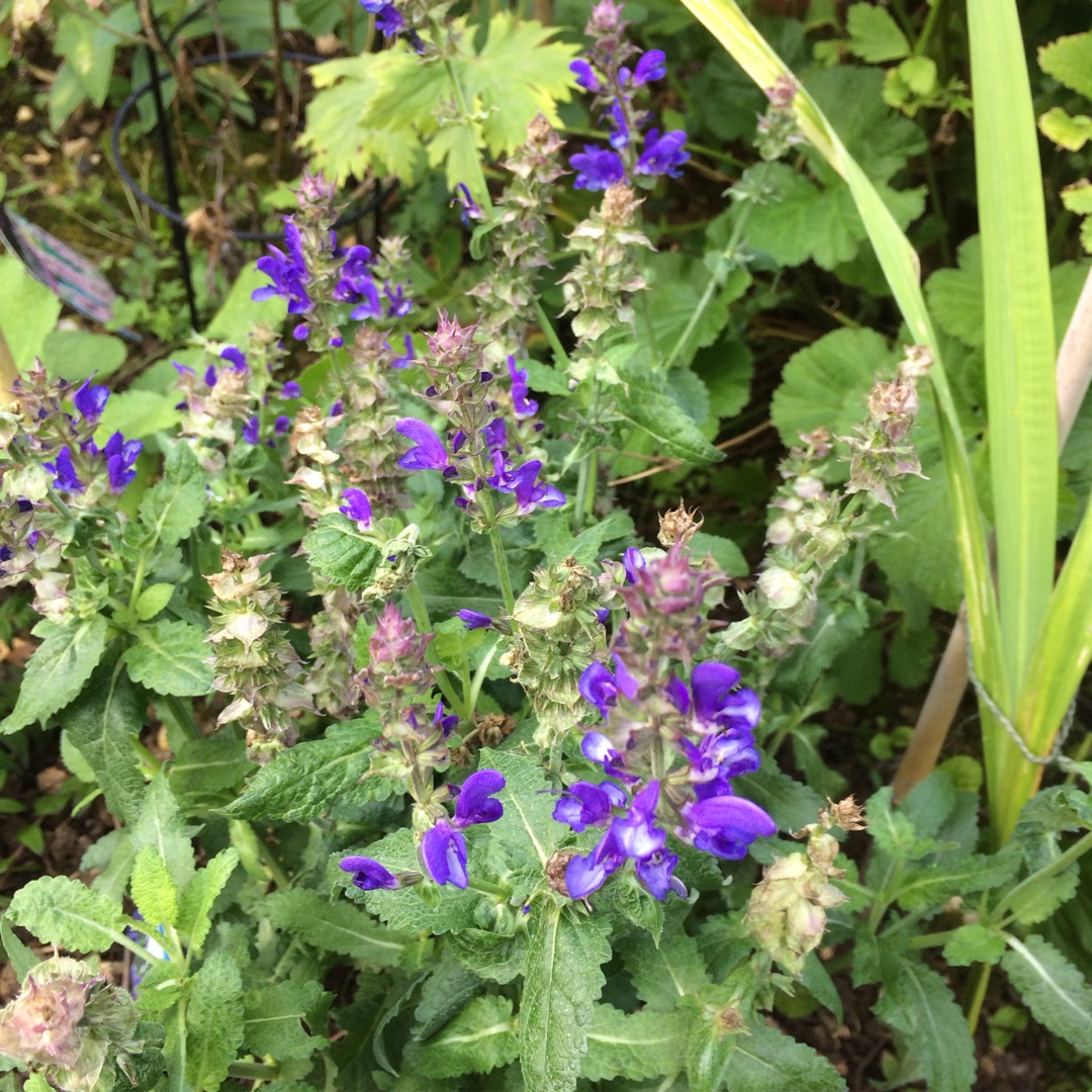 Salvia Blue Marvel in the GardenTags plant encyclopedia