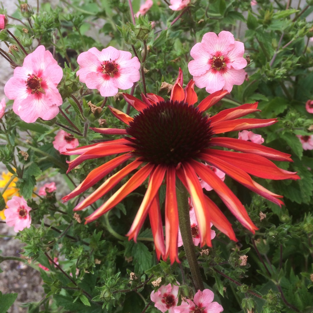 Coneflower Firebird in the GardenTags plant encyclopedia