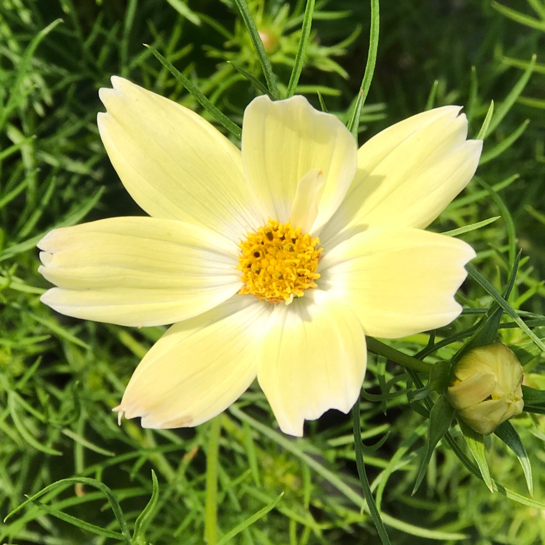 Cosmea Lemonade in the GardenTags plant encyclopedia