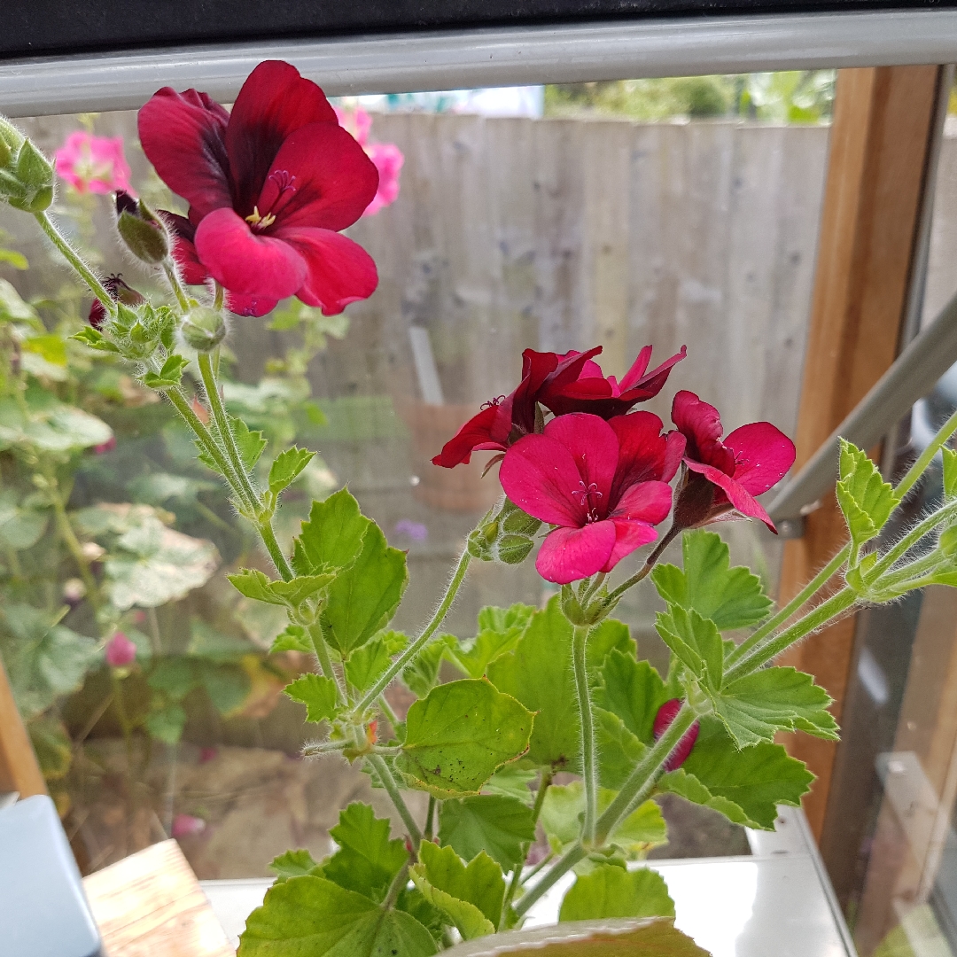 Pelargonium Mystery (Unique) in the GardenTags plant encyclopedia