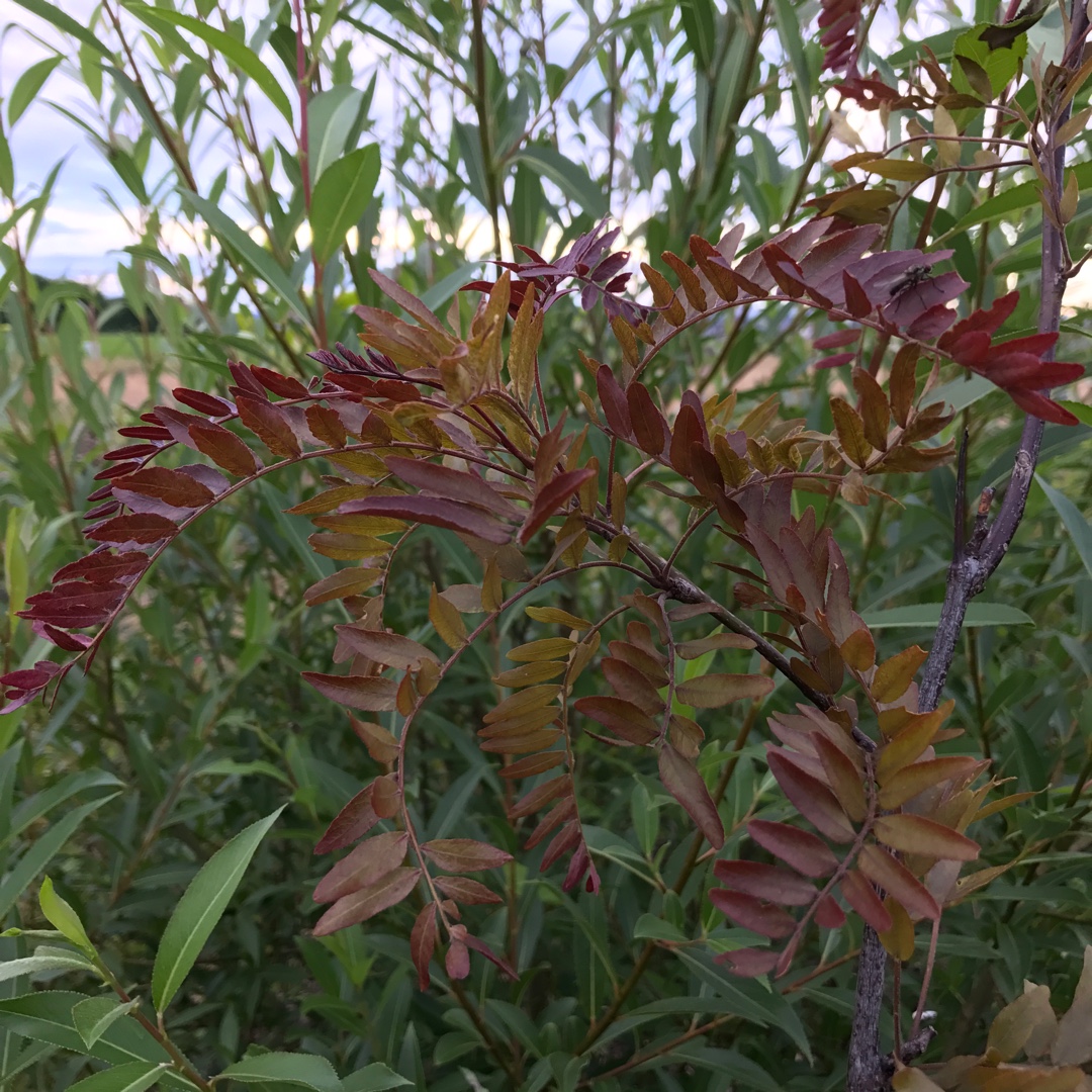 Honey Locust Rubylace in the GardenTags plant encyclopedia