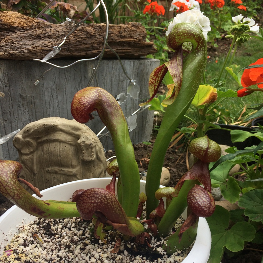 Californian pitcher plant in the GardenTags plant encyclopedia