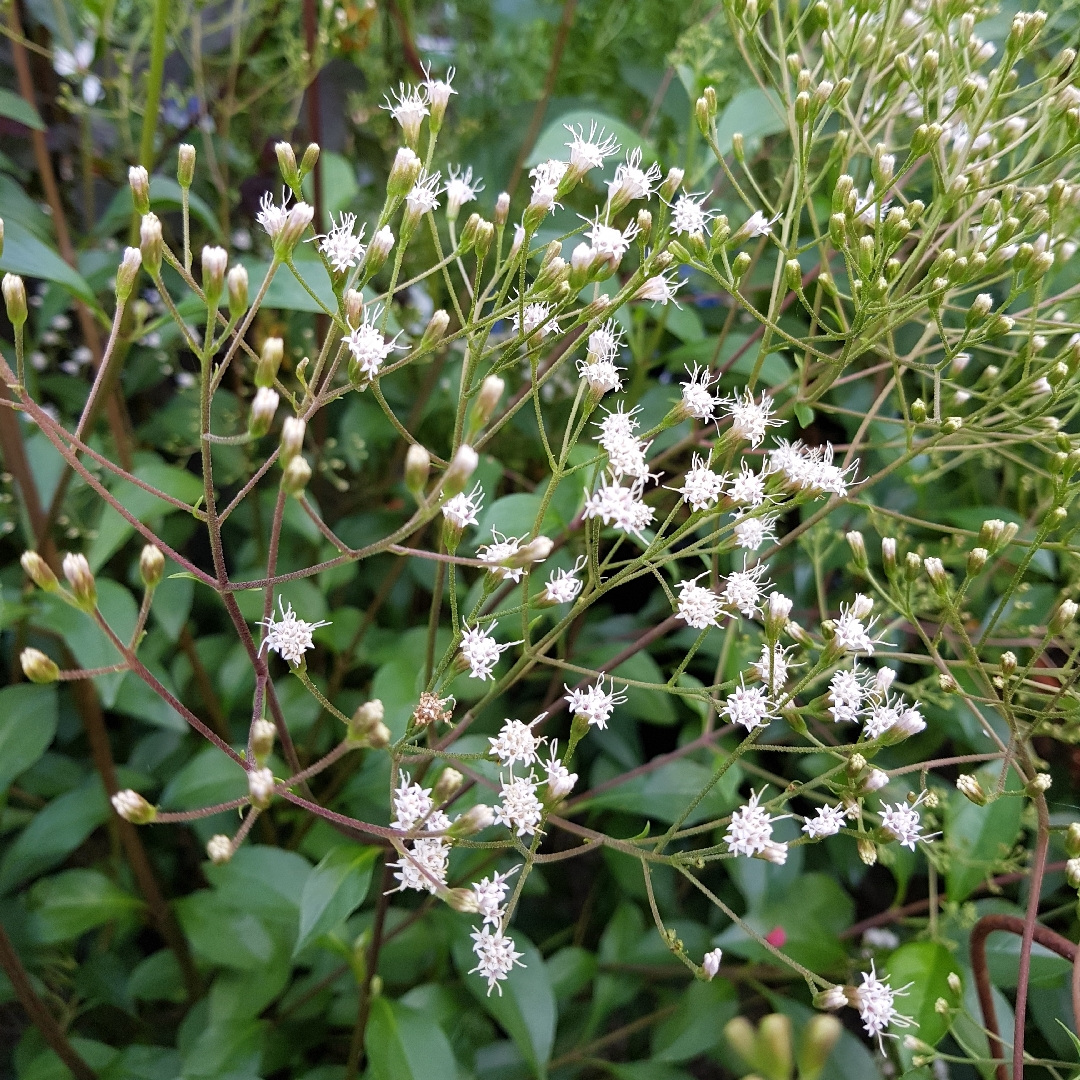 Privet-leaved ageratina in the GardenTags plant encyclopedia