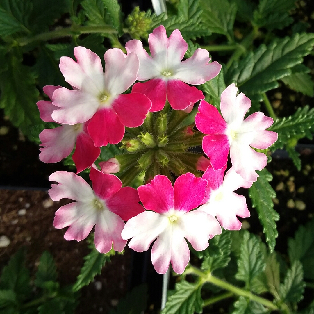 Verbena Lanai Pink Twister in the GardenTags plant encyclopedia