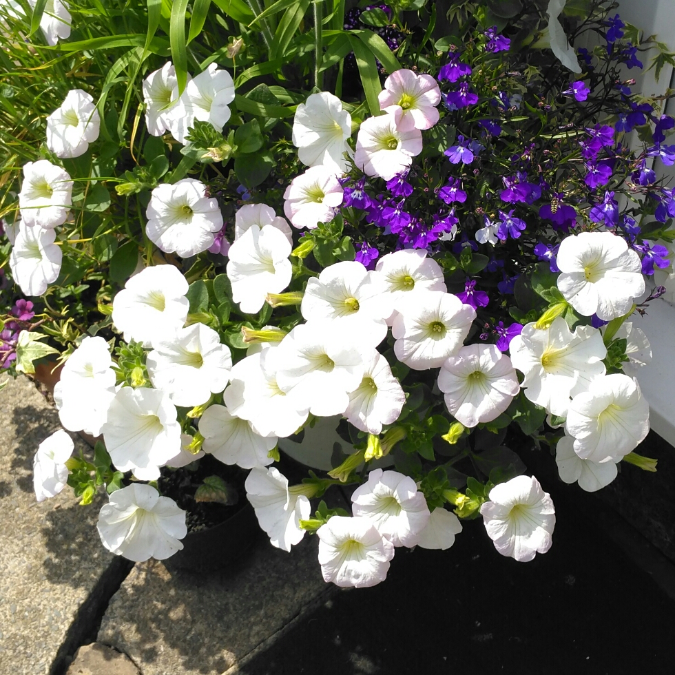 Petunia White in the GardenTags plant encyclopedia