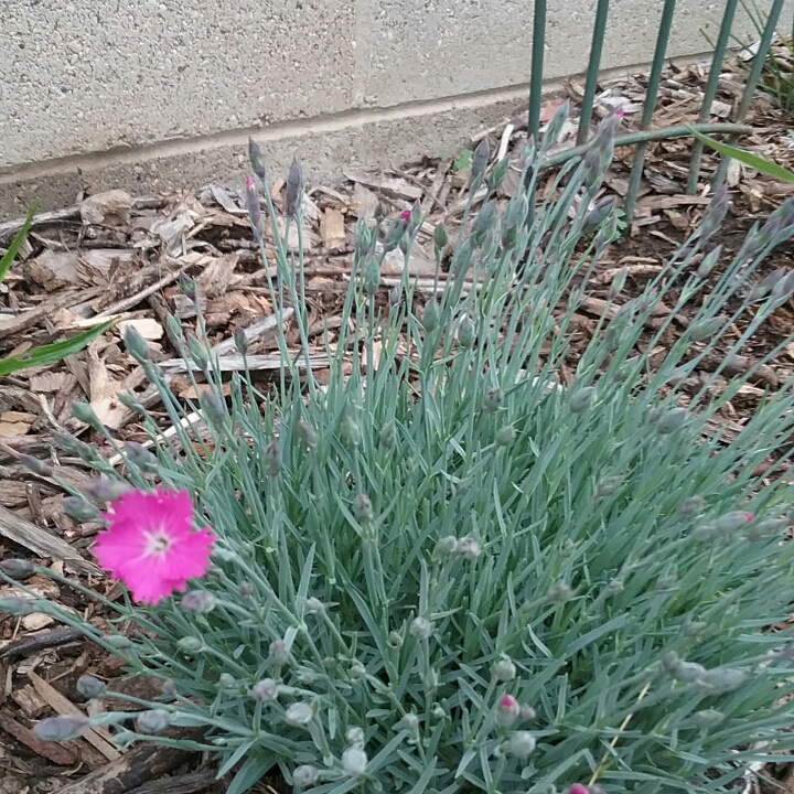 Dianthus everlast orchid in the GardenTags plant encyclopedia