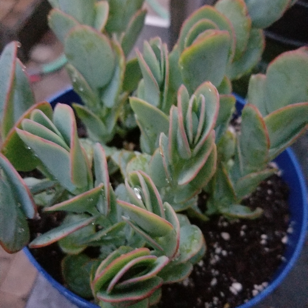 Kalanchoe panamensis in the GardenTags plant encyclopedia