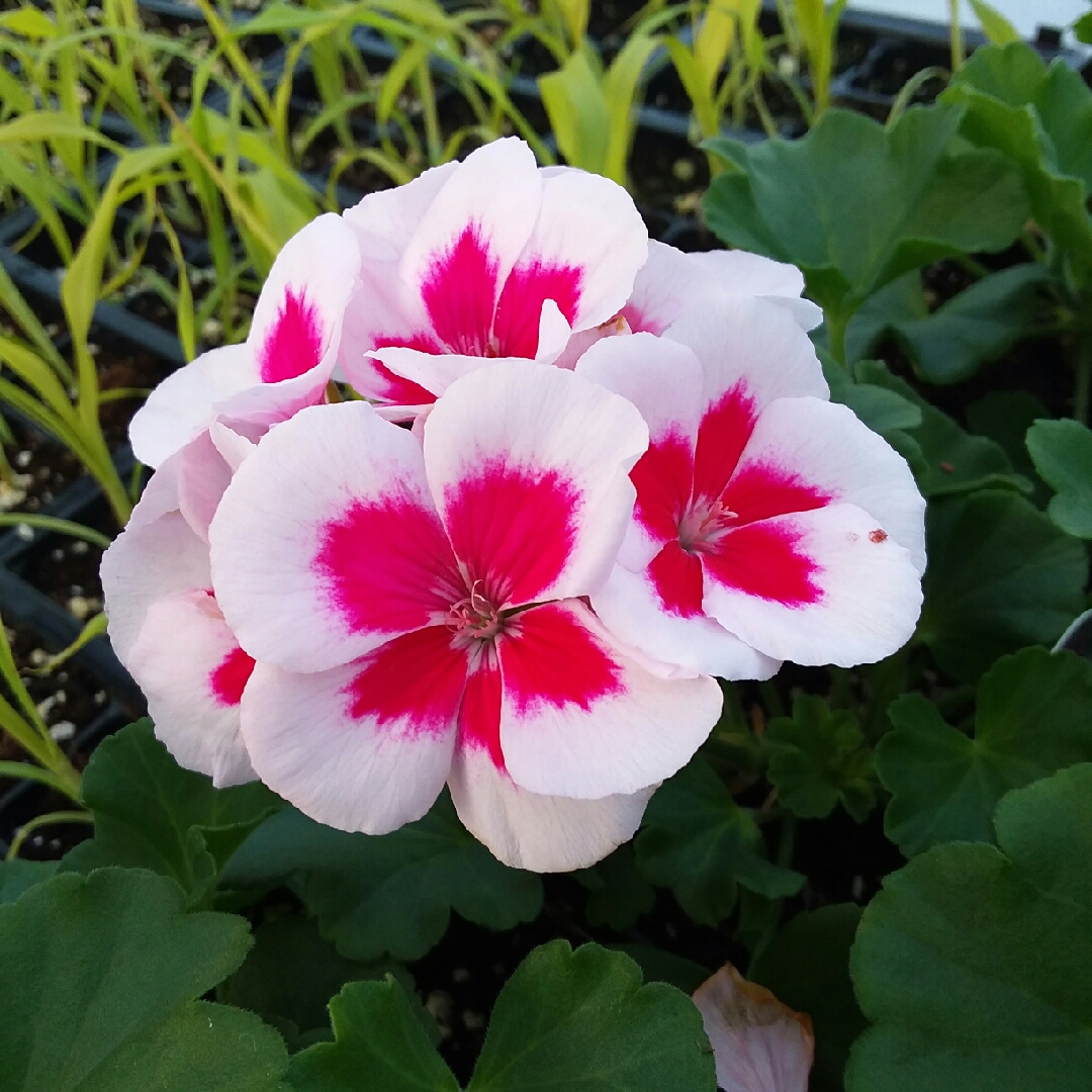 Pelargonium Americana Rose Mega Splash (Zonal) in the GardenTags plant encyclopedia