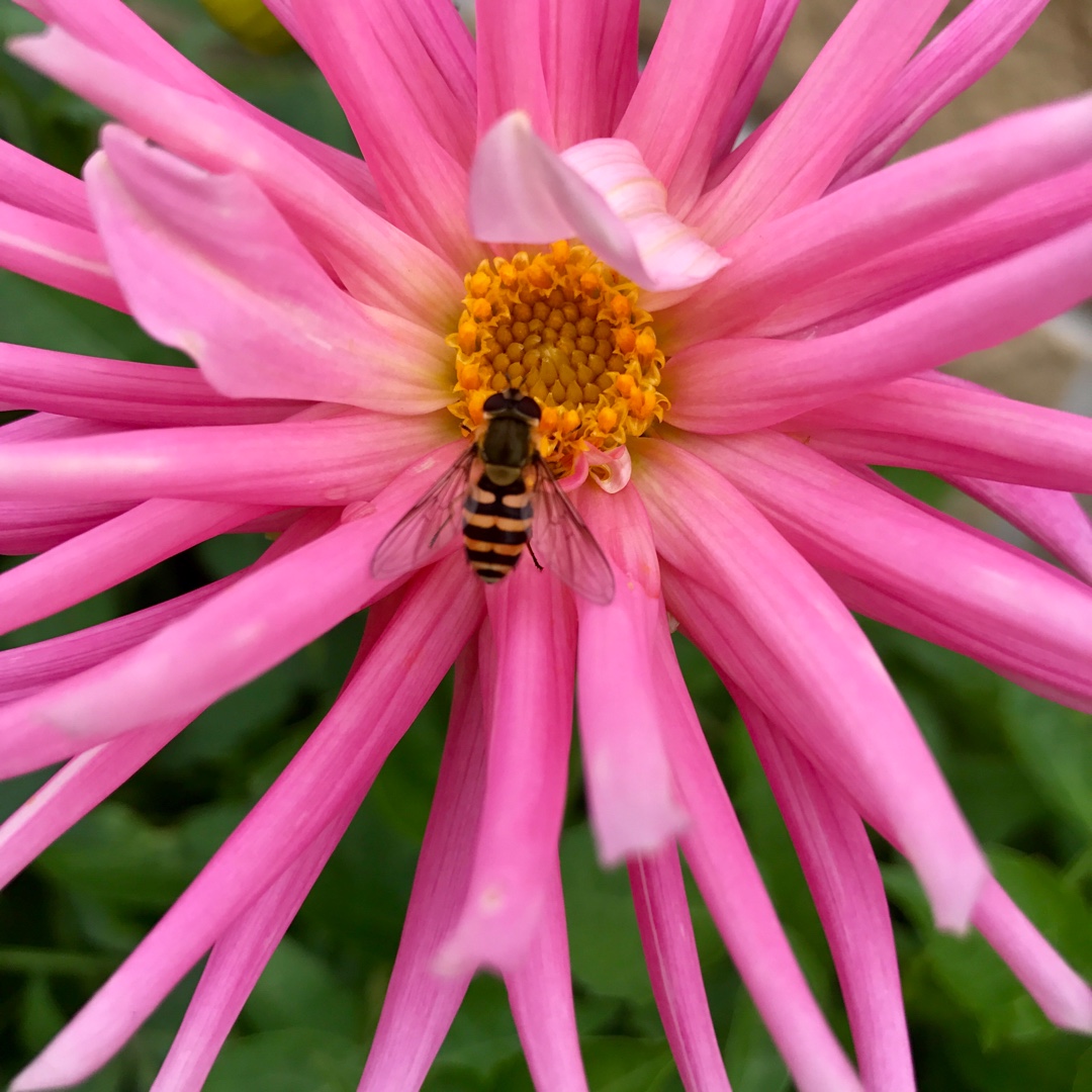 Dahlia Pink Princess in the GardenTags plant encyclopedia