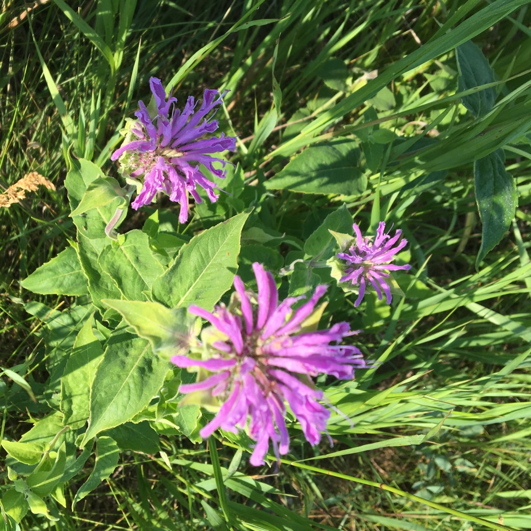 Western Wild Bergamot in the GardenTags plant encyclopedia