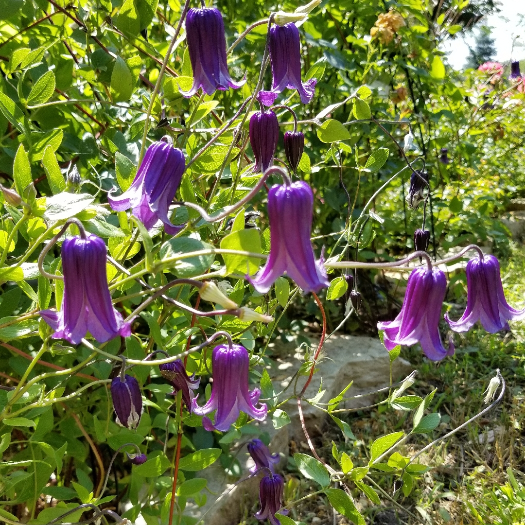 Clematis Rooguchi in the GardenTags plant encyclopedia