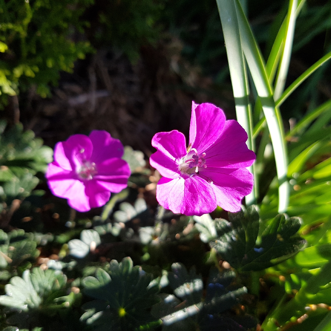 Bloody Cranesbill Little Bead in the GardenTags plant encyclopedia