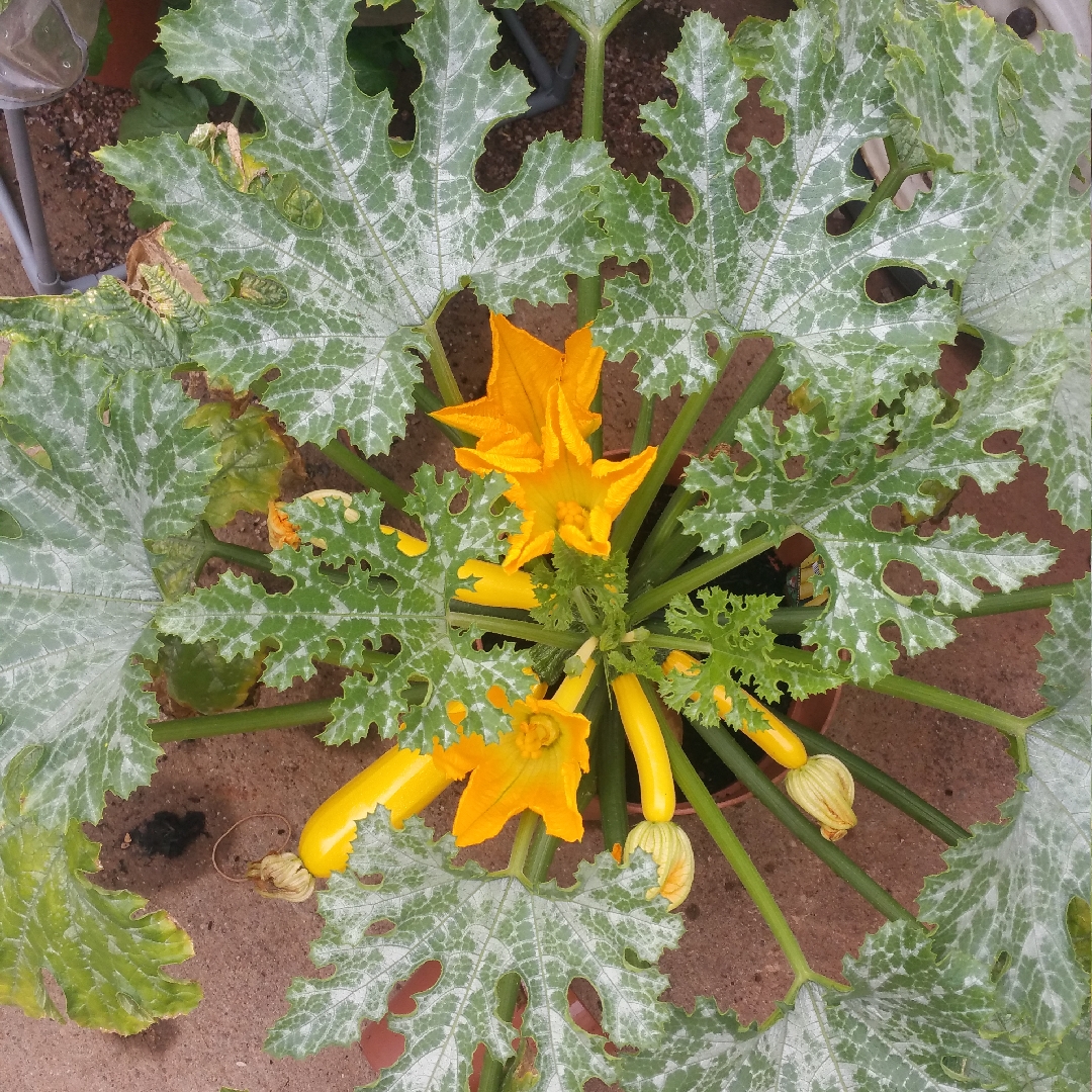 Courgette Shooting Star F1 in the GardenTags plant encyclopedia