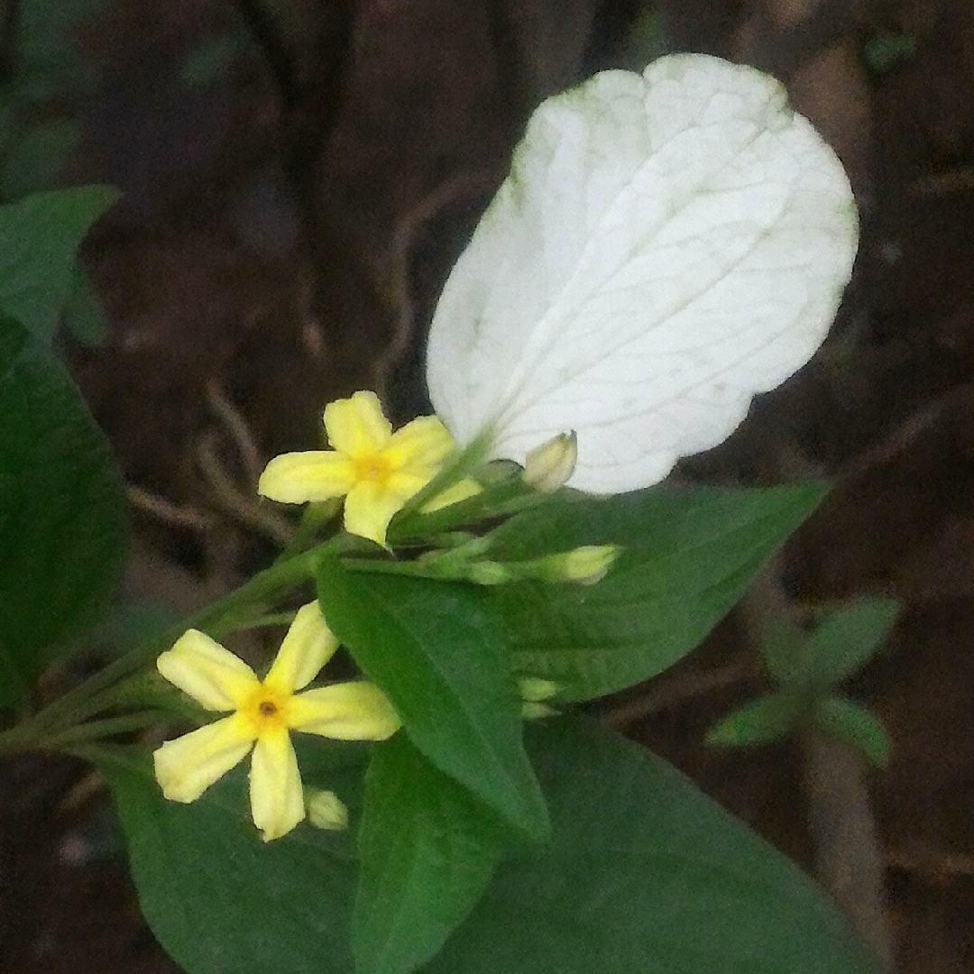 Dwarf Mussaenda in the GardenTags plant encyclopedia