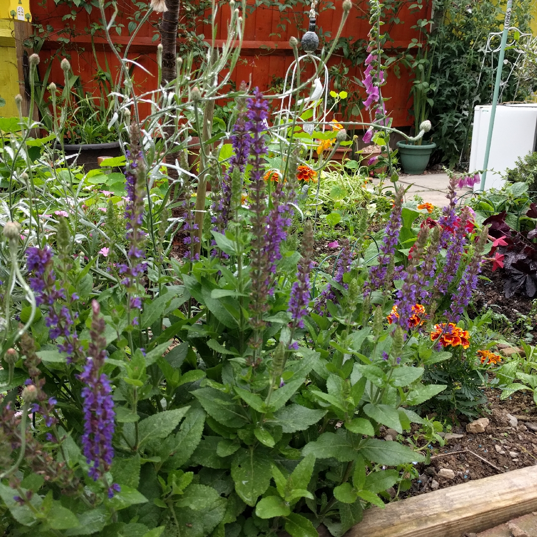 Balkan Clary Sage Ostfriesland in the GardenTags plant encyclopedia