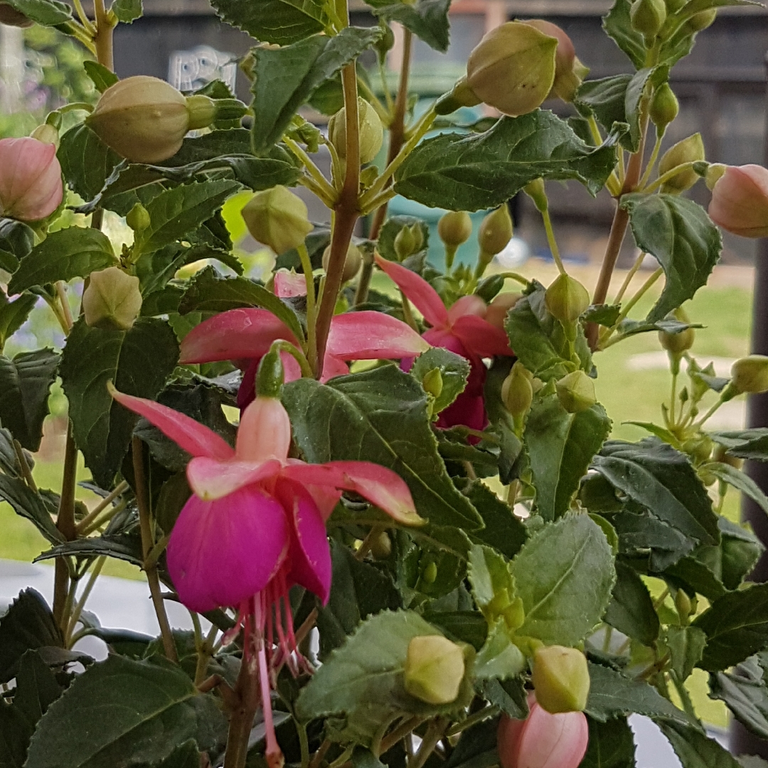 Fuchsia Jollies Tarbes in the GardenTags plant encyclopedia