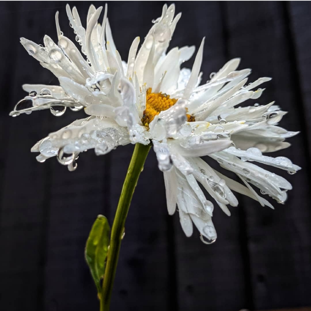 Shasta Daisy Crazy Daisy in the GardenTags plant encyclopedia