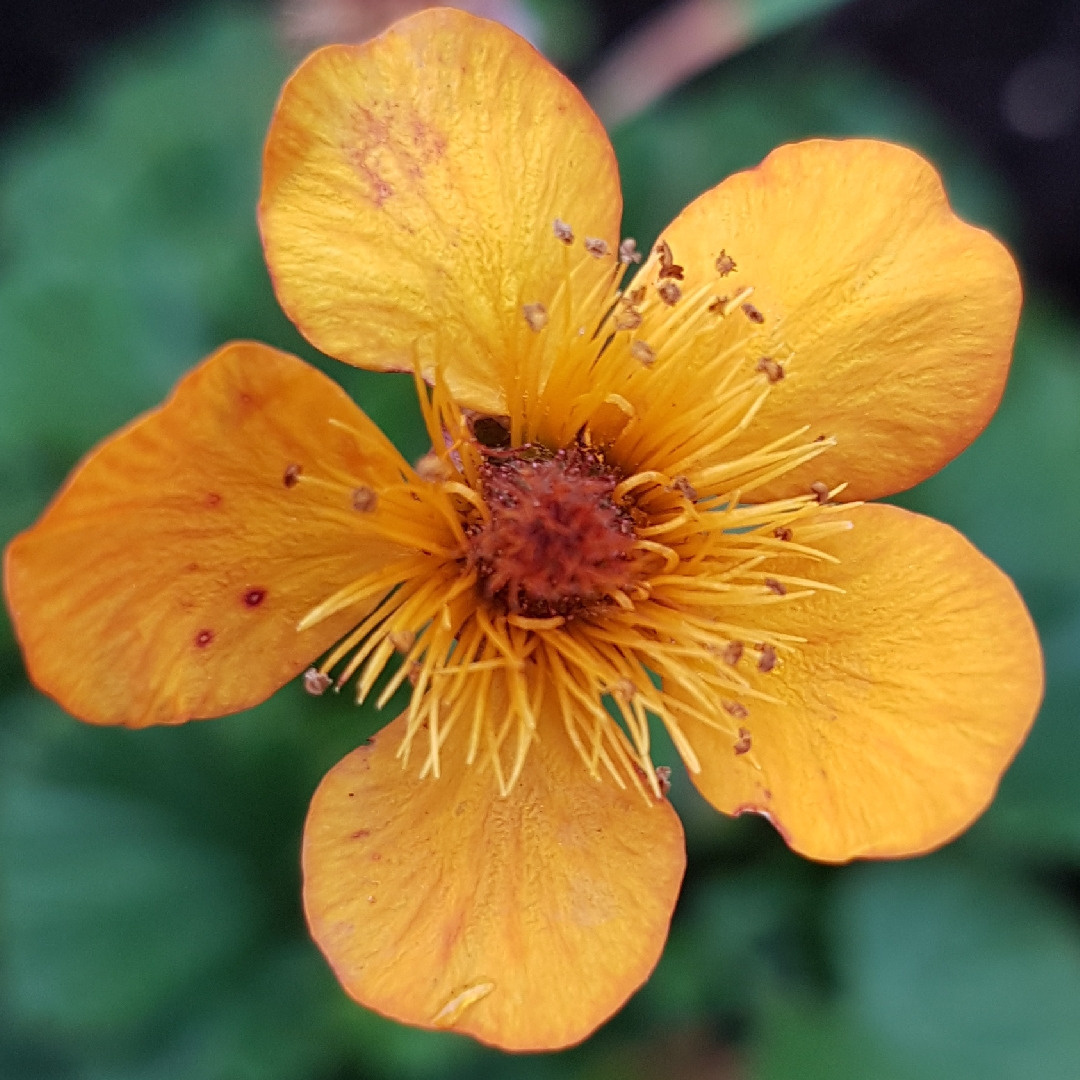 Avens Georgenberg in the GardenTags plant encyclopedia