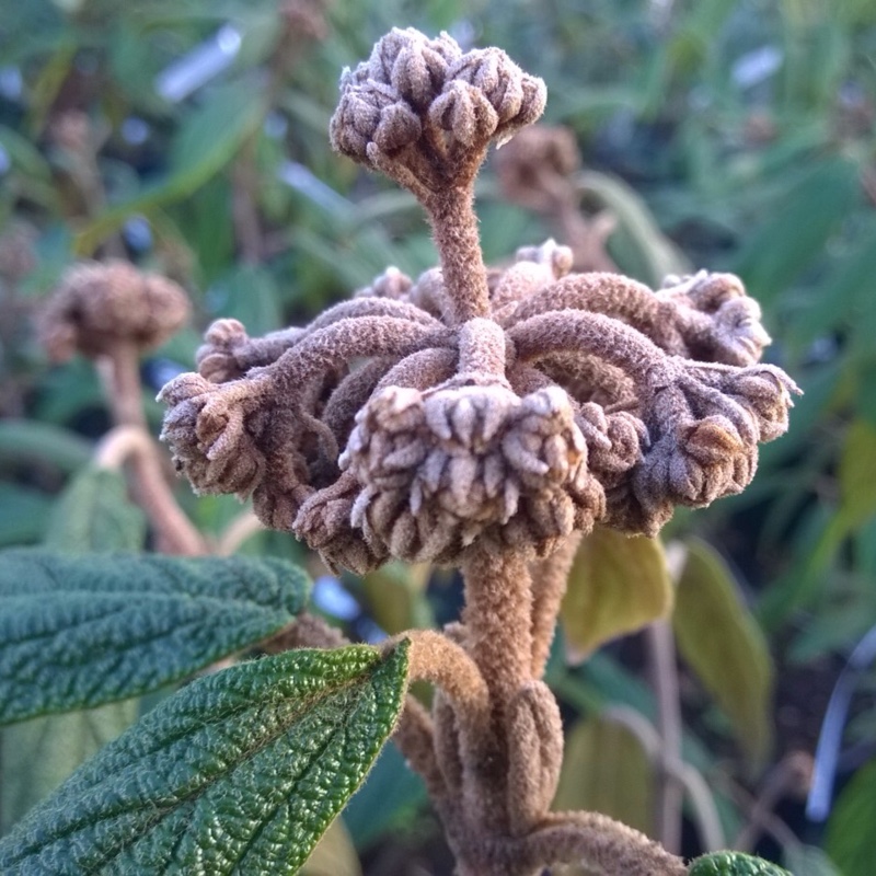 Leatherleaf Viburnum in the GardenTags plant encyclopedia