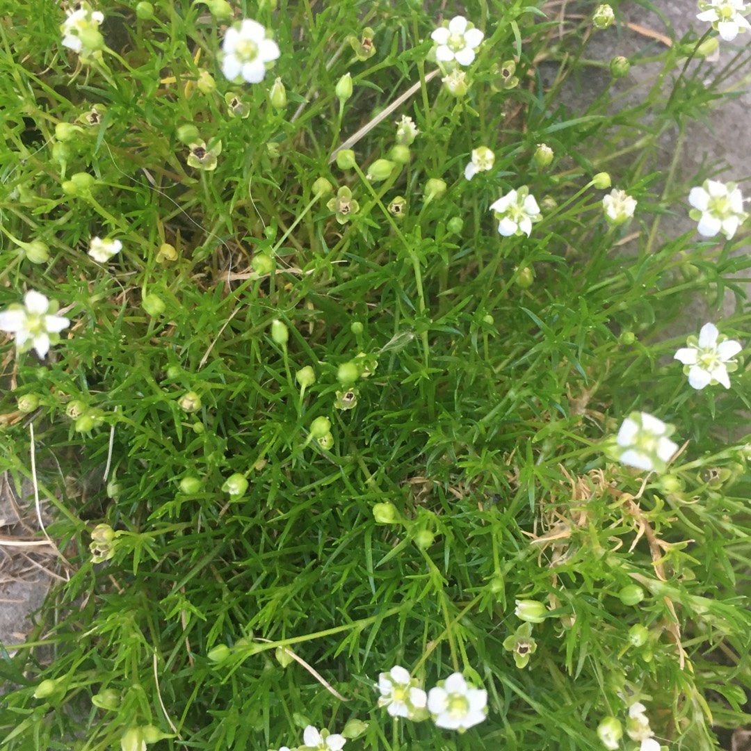 Irish Moss in the GardenTags plant encyclopedia