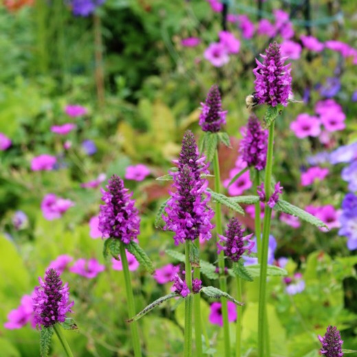 Salvia Hummelo in the GardenTags plant encyclopedia