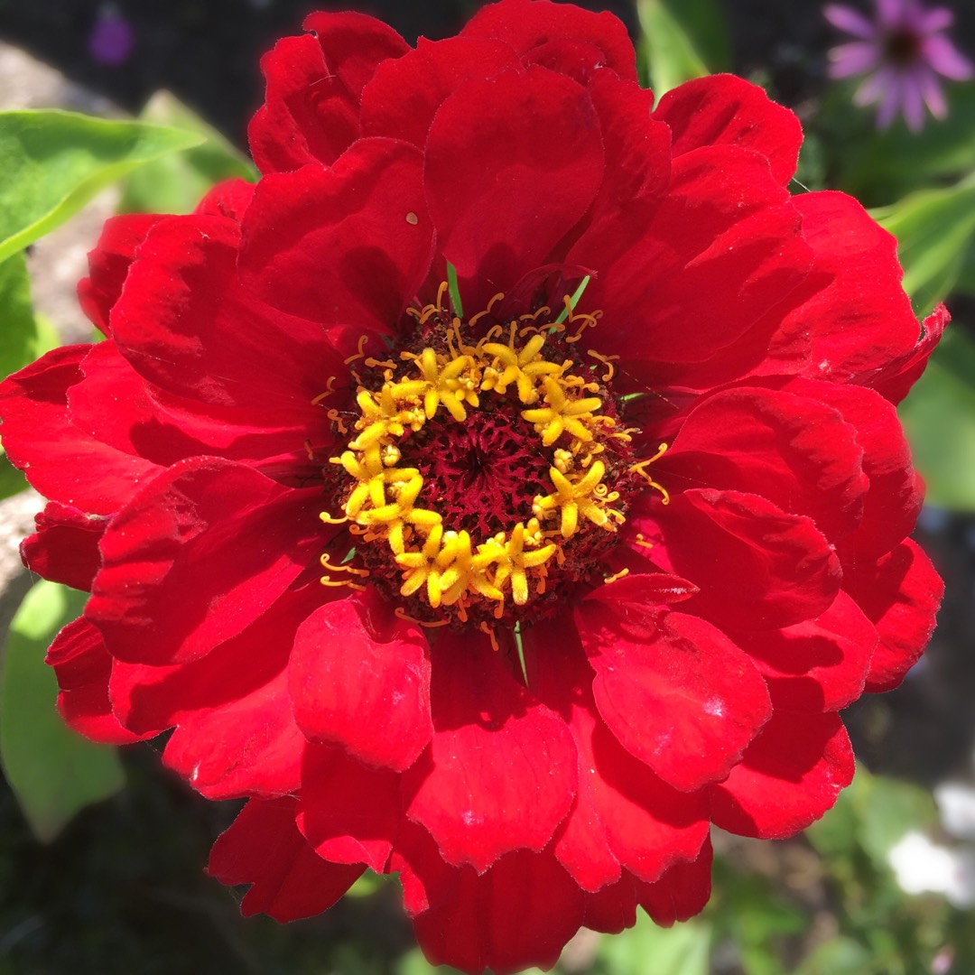 Zinnia Red Scarlet in the GardenTags plant encyclopedia