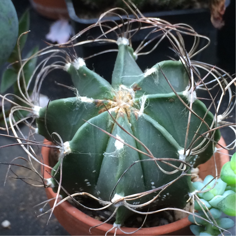 Astrophytum Capricorne Senile in the GardenTags plant encyclopedia