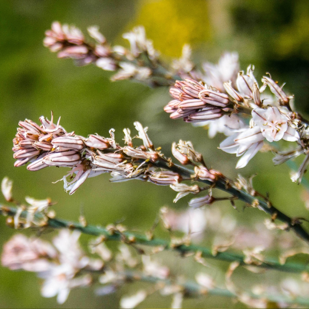 Asphodel in the GardenTags plant encyclopedia