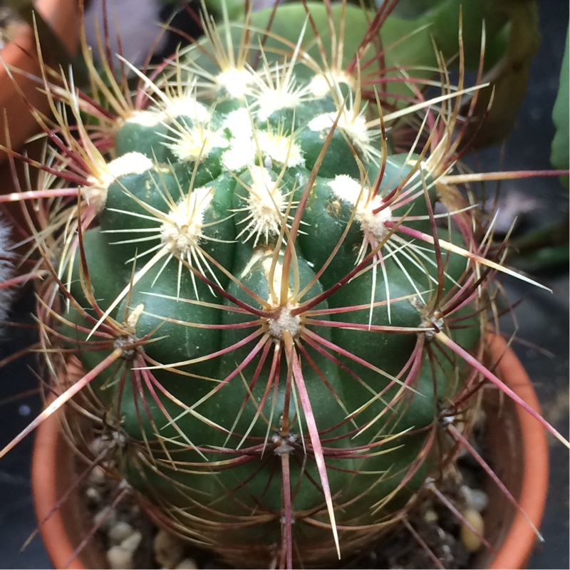 Glory Of Texas in the GardenTags plant encyclopedia