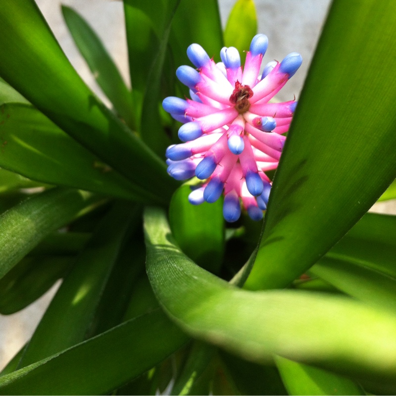 Matchstick Bromeliad in the GardenTags plant encyclopedia