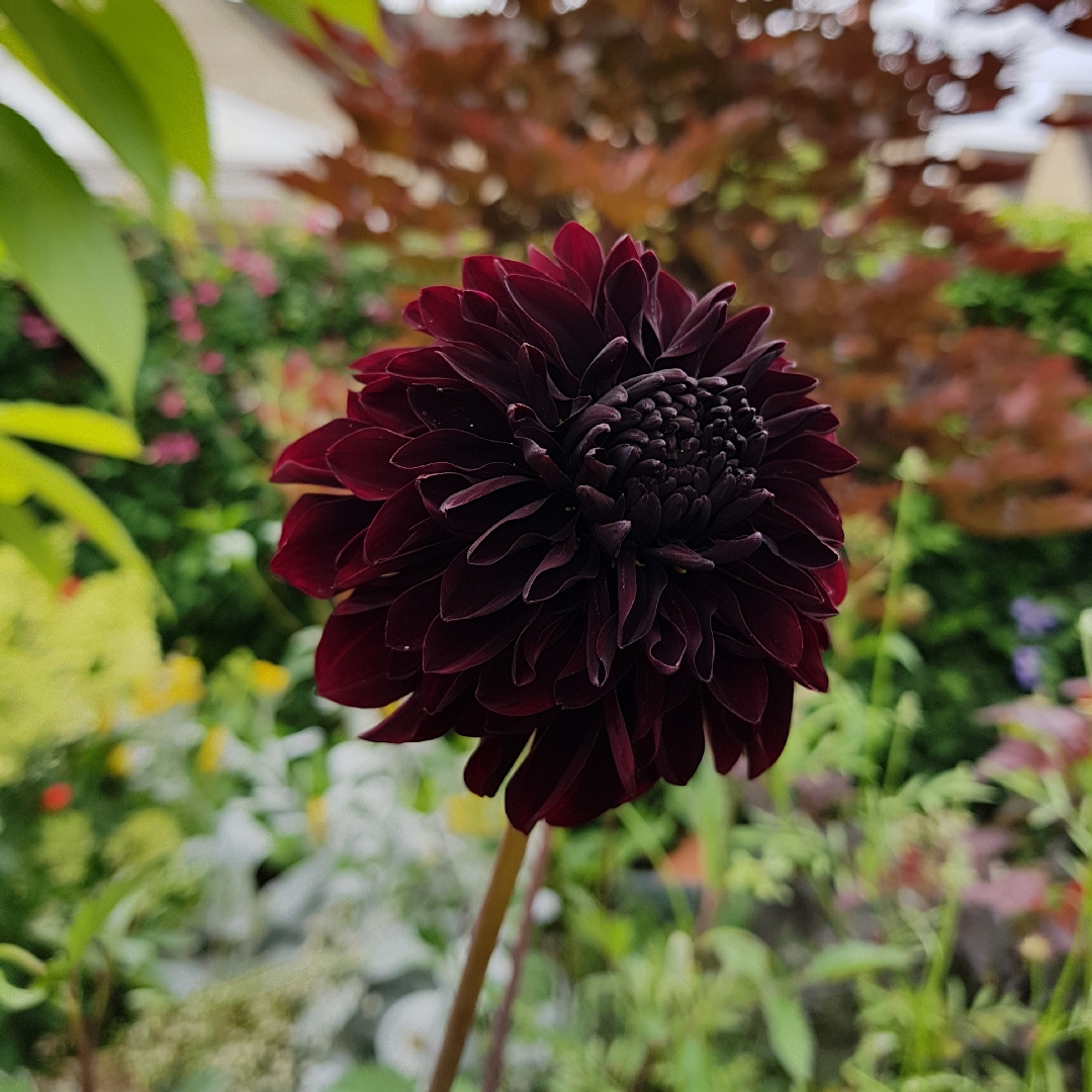 Dahlia Soulman (Anemone-flowered) in the GardenTags plant encyclopedia