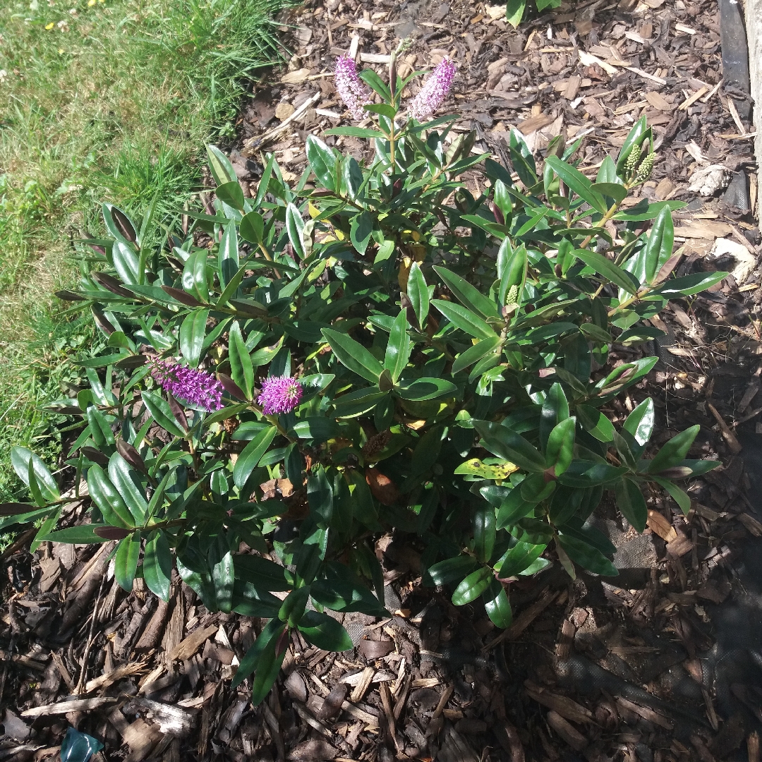 Shrubby Veronica  Addenda Emma in the GardenTags plant encyclopedia