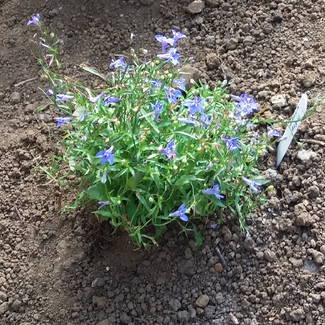 Lobelia Bella Acqua in the GardenTags plant encyclopedia