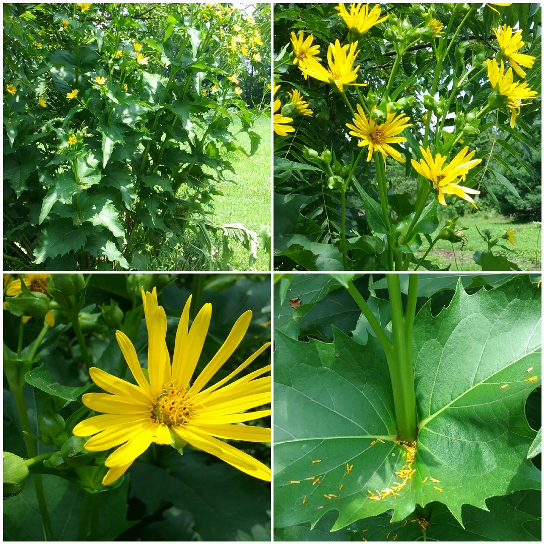 Cup Plant in the GardenTags plant encyclopedia