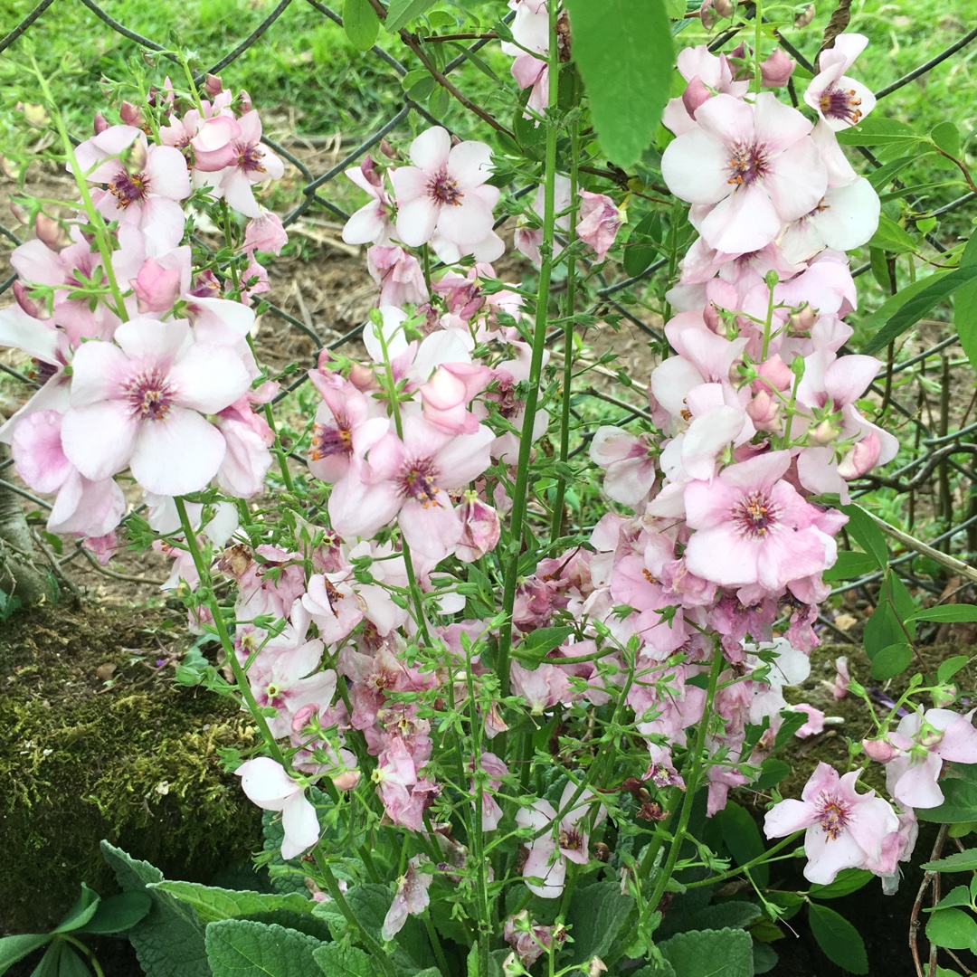 Mullein Sugar Plum in the GardenTags plant encyclopedia