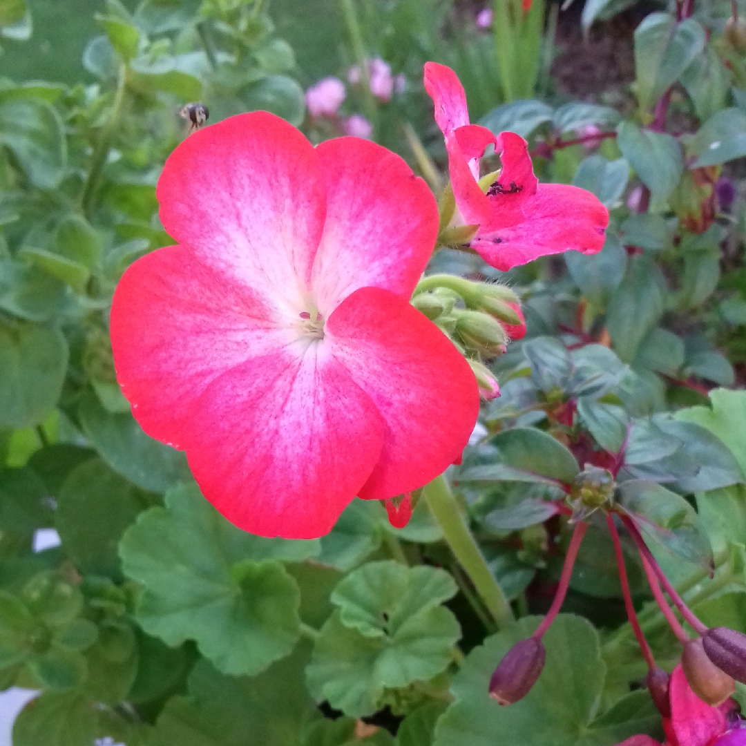 Pelargonium Divas Picotee Red in the GardenTags plant encyclopedia