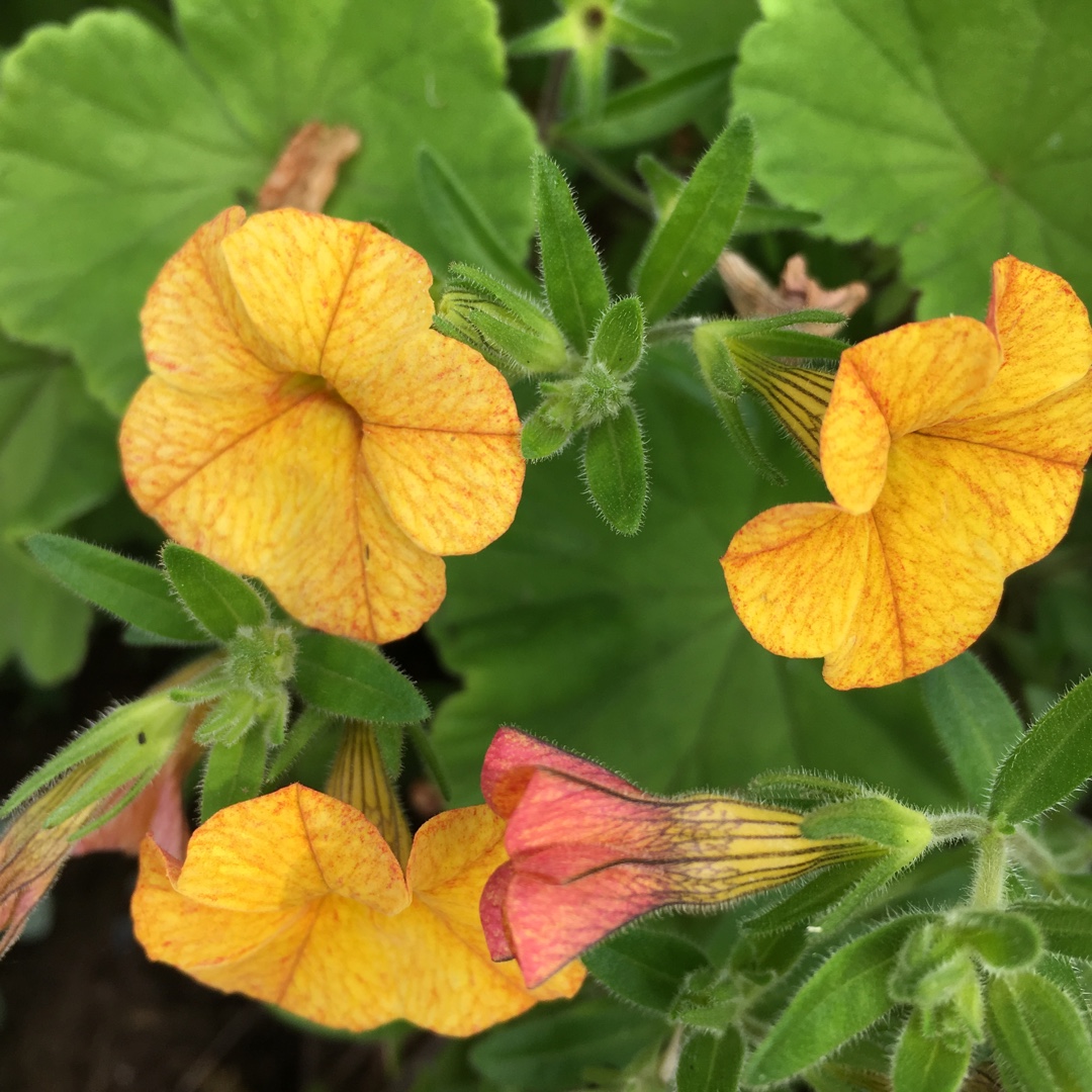 Million Bells Golden Terracotta in the GardenTags plant encyclopedia