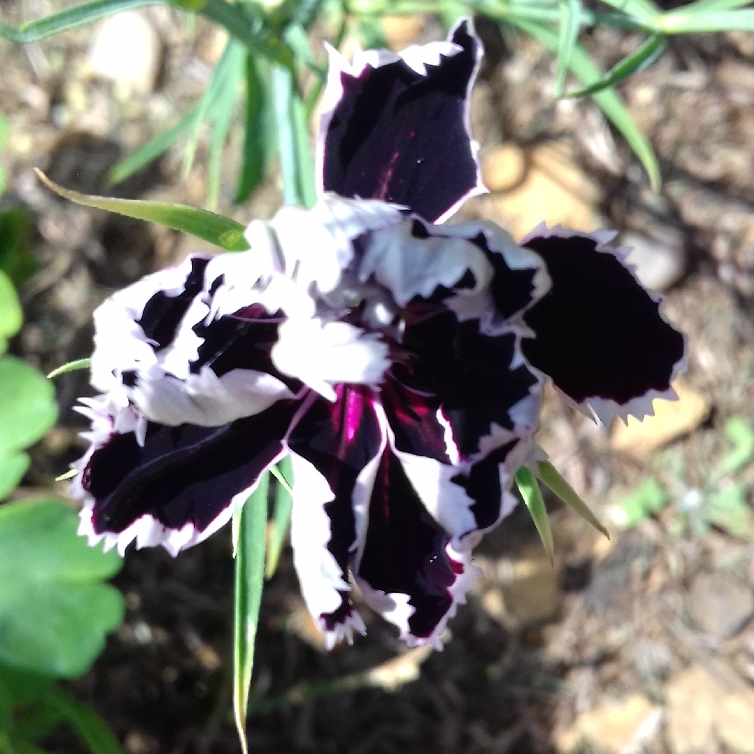 Carnation Black And White Minstrel in the GardenTags plant encyclopedia