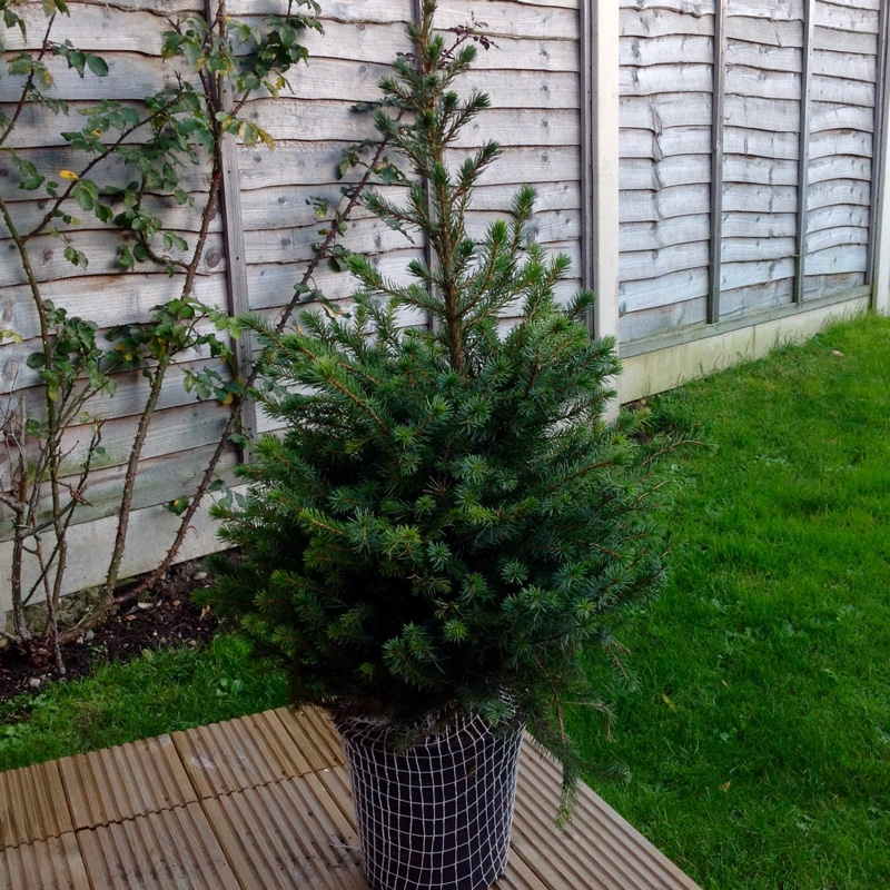 Serbian Spruce in the GardenTags plant encyclopedia