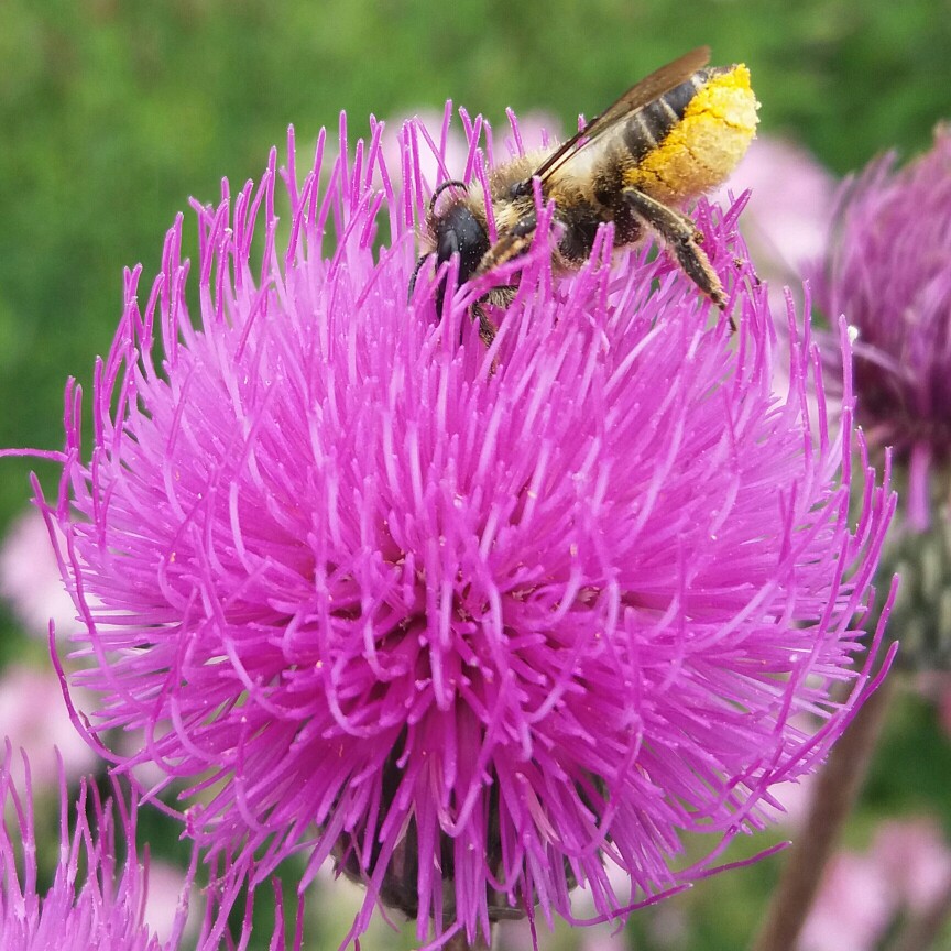 Melancholy Thistle in the GardenTags plant encyclopedia