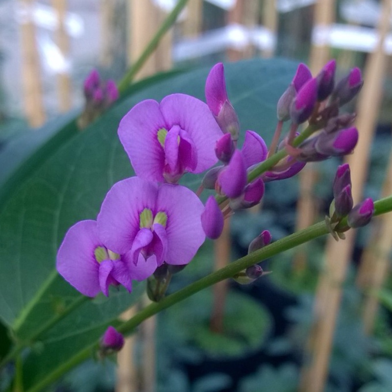 Coral Pea Purple in the GardenTags plant encyclopedia