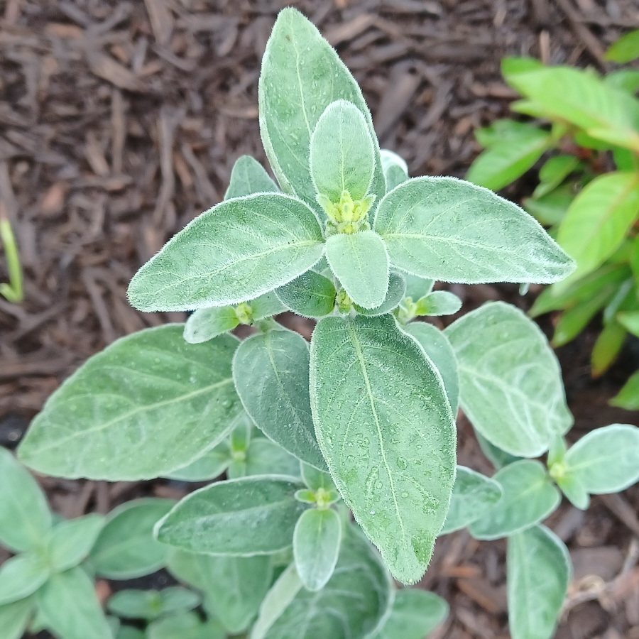 Hummingbird Plant in the GardenTags plant encyclopedia