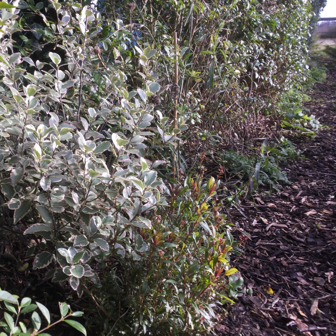 Pittosporum Garnettii in the GardenTags plant encyclopedia