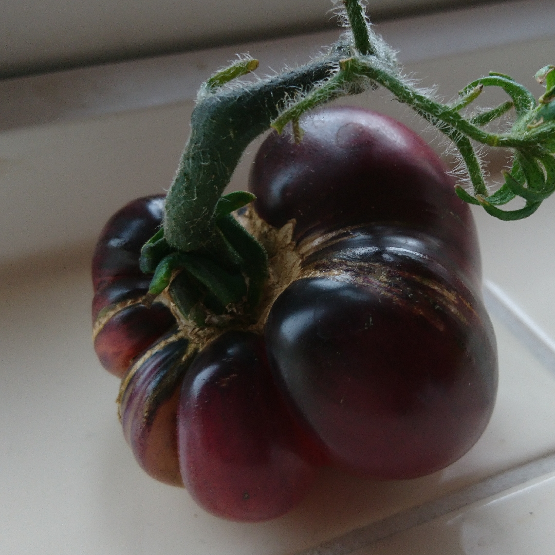 Tomato Indigo Blue Beauty (Beefsteak Tomato) in the GardenTags plant encyclopedia