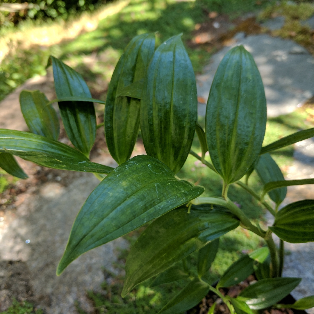 Evergreen Solomons Seal in the GardenTags plant encyclopedia