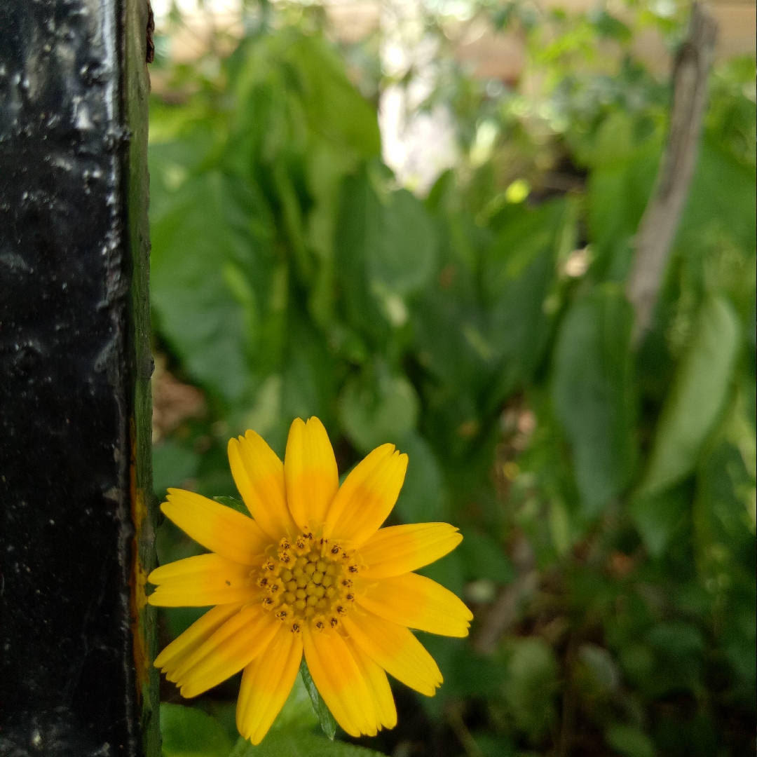 Melampodium Showstar in the GardenTags plant encyclopedia