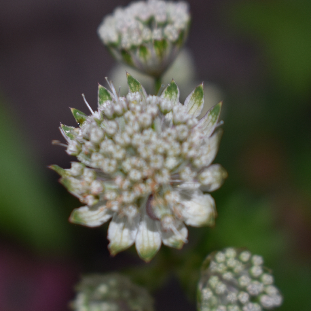 Greater Masterwort in the GardenTags plant encyclopedia