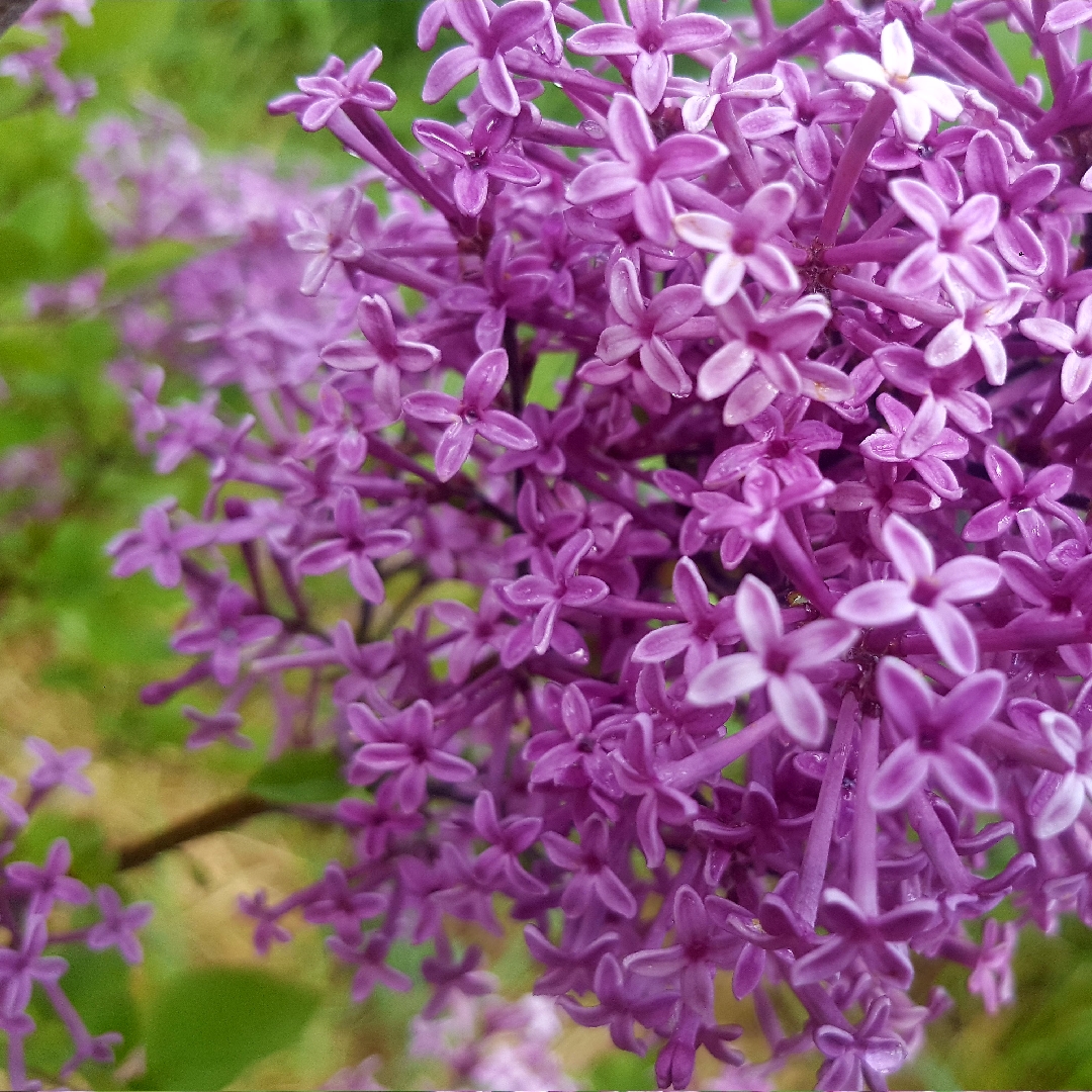 Lilac Bloomerang Purple in the GardenTags plant encyclopedia