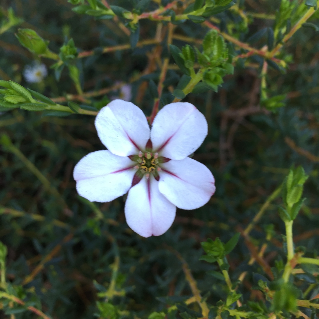 China Flower in the GardenTags plant encyclopedia